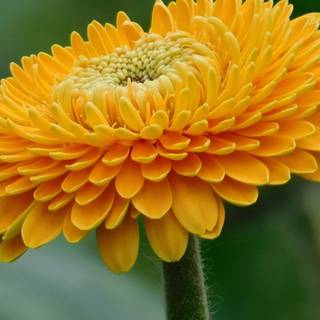 Solitary flower wallpaper