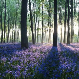 Forest for computer wallpaper