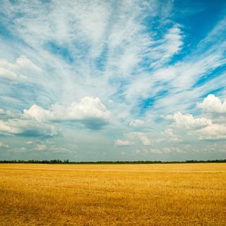 Anime field 4k wallpaper