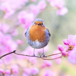 Spring robins wallpaper