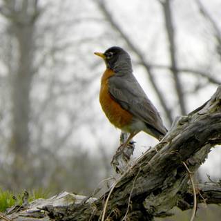 Spring robins wallpaper