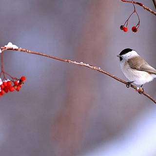 Winter birds and berries wallpaper