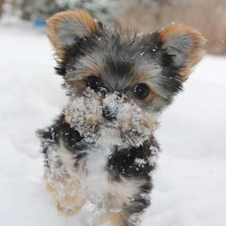 Scary Yorkie wallpaper