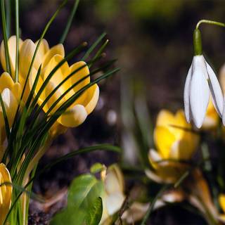 Snowdrops and crocuses wallpaper