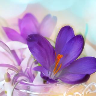 Snowdrops and crocuses wallpaper