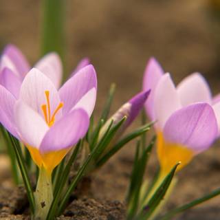 Snowdrops and crocuses wallpaper