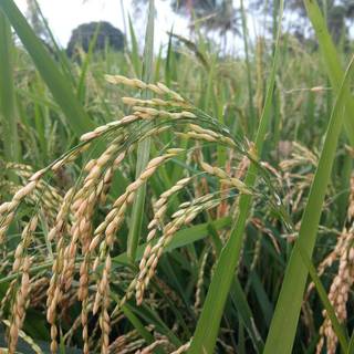 Rice plant wallpaper