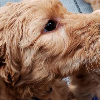 Goldendoodles wallpaper