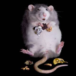 Ugly rats wallpaper