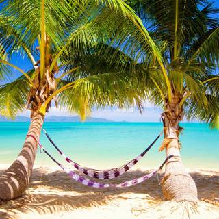 Summer and tropical wallpaper