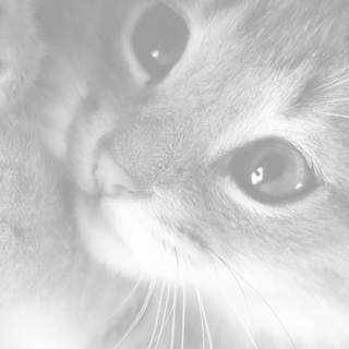 HD cute cat Android wallpaper