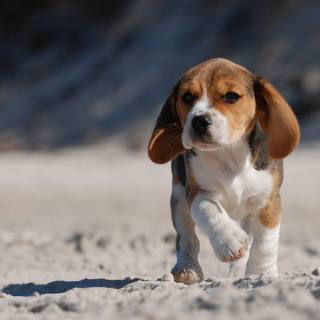 Baby Beagles wallpaper