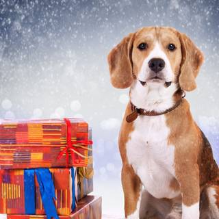 Baby Beagles wallpaper