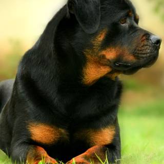 Rottweiler iPhone wallpaper