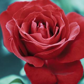 Flowers ultra HD wallpaper