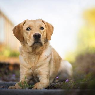 Lab dogs in spring wallpaper