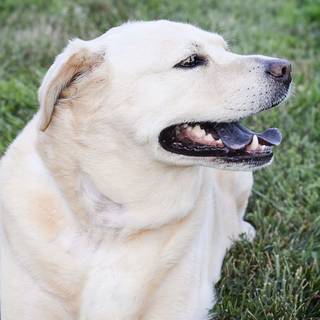 Lab dogs in spring wallpaper