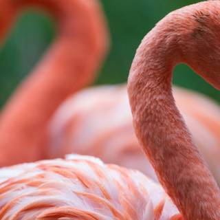 Easter flamingos wallpaper