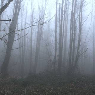 Mysterious light foggy forest wallpaper