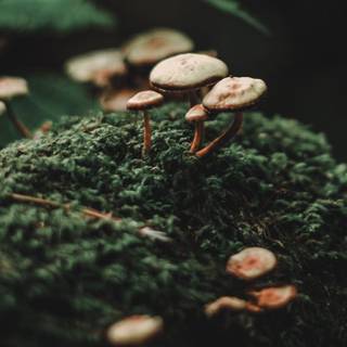 Mushrooms moss macro wallpaper