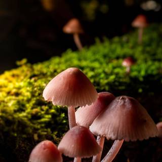 Mushrooms moss macro wallpaper