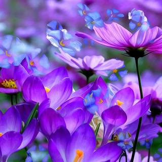 Blue Crocus flowers wallpaper