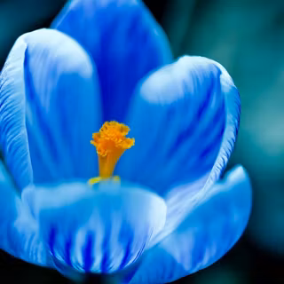 Blue Crocus flowers wallpaper