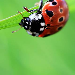 Lady bug smartphone wallpaper