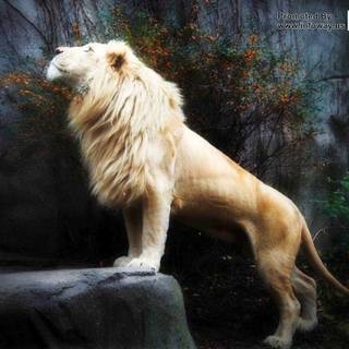 3D lion PC desktop wallpaper