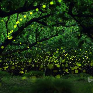 Anime The Forest of Firefly Lights wallpaper