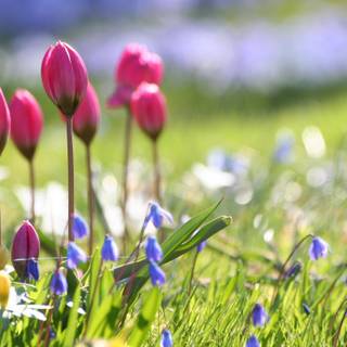 Early spring flowers desktop wallpaper