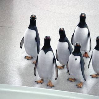 Mr. Popper's Penguins wallpaper