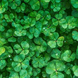 Saint Patrick Day leaves wallpaper