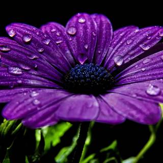 Desktop HD purple wallpaper