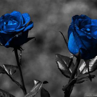 Beautiful blue rose desktop wallpaper