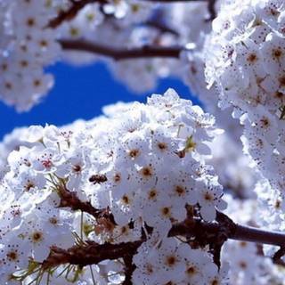 Spring iPad wallpaper