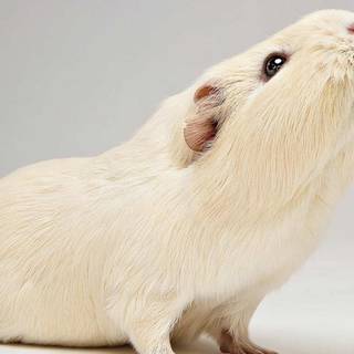 Easter Guinea Pigs wallpaper