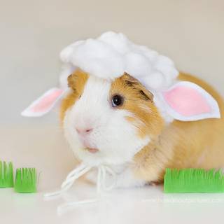 Easter Guinea Pigs wallpaper