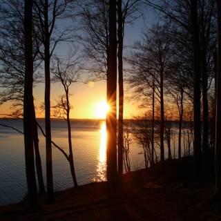 Forest at sunset wallpaper