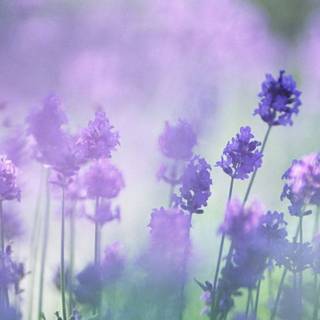 Summer lavender wallpaper