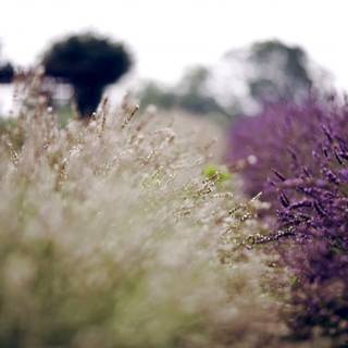 Summer lavender wallpaper