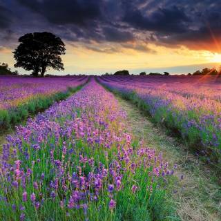 Summer lavender wallpaper