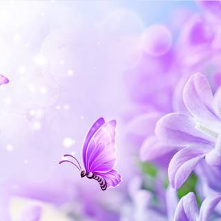 Summer lavender wallpaper