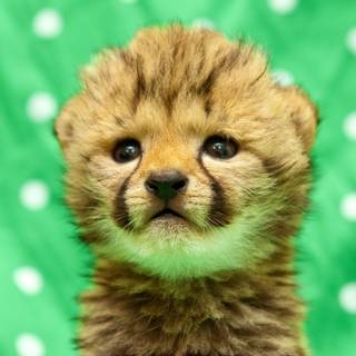 Baby cheetahs wallpaper