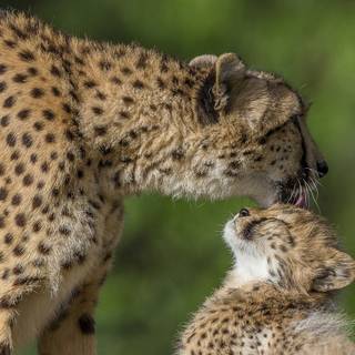 Baby cheetahs wallpaper