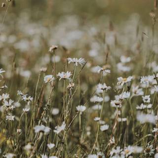 Flower field iPhone wallpaper
