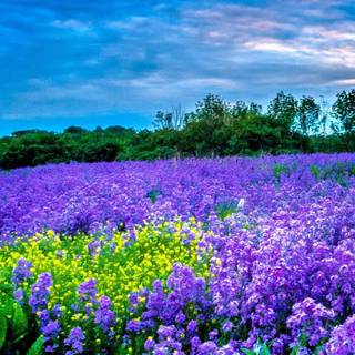 Flower field iPhone wallpaper