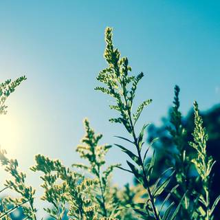 Sun wheat fields wallpaper