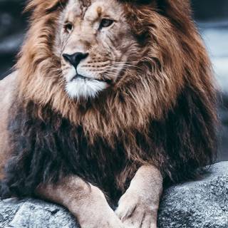 Lion iPhone wallpaper