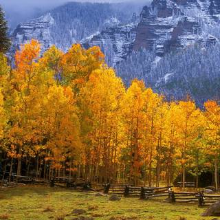 Mountain Aspen forest Colorado autumn landscape wallpaper